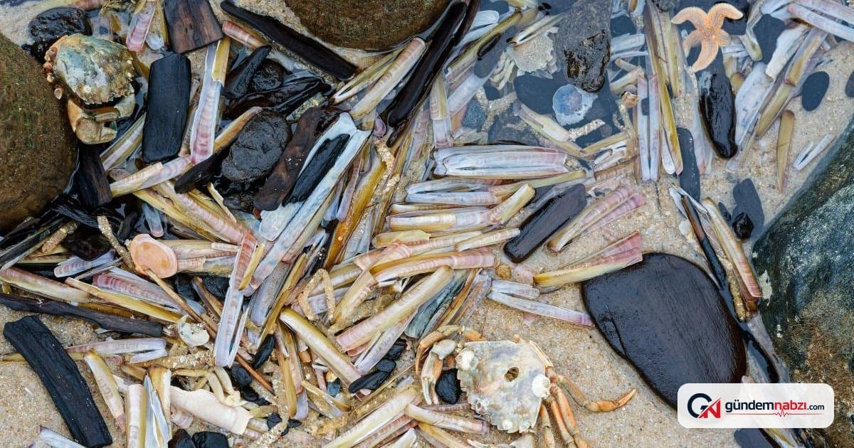 Deniz atıklarından çevre dostu pil üretimi yapıldı