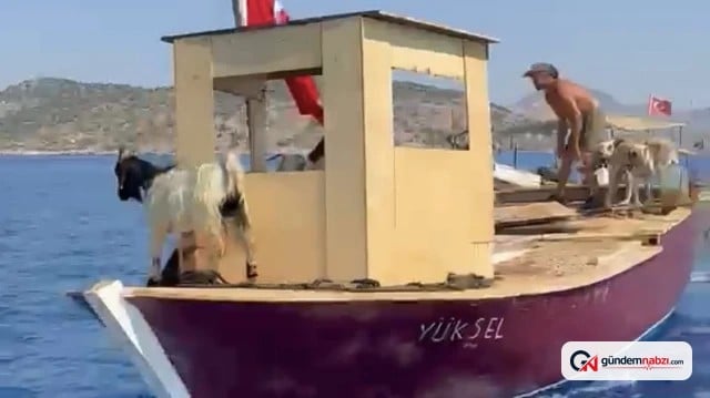 Keçilerin mavi yolculuğu 100 yıldır sürüyor