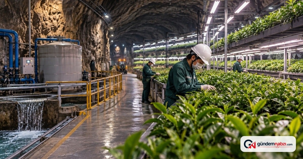Çin'de terk edilmiş madenlerde tarım ve çay üretimi planlanıyor
