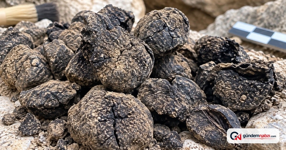 Balıkesir'de 8 bin yıl öncesine ait siyah incir kalıntıları bulundu