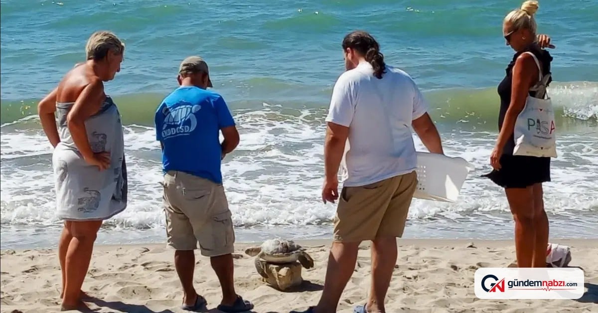 Kuşadası Körfezi'nde 4 deniz kaplumbağası bulundu