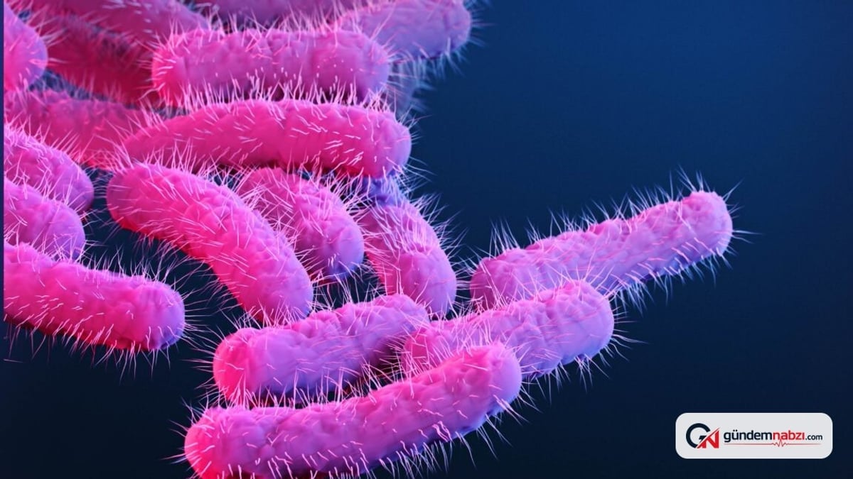 Laboratuvardaki Shigella salgını aşı çalışmaları için veri sağladı
