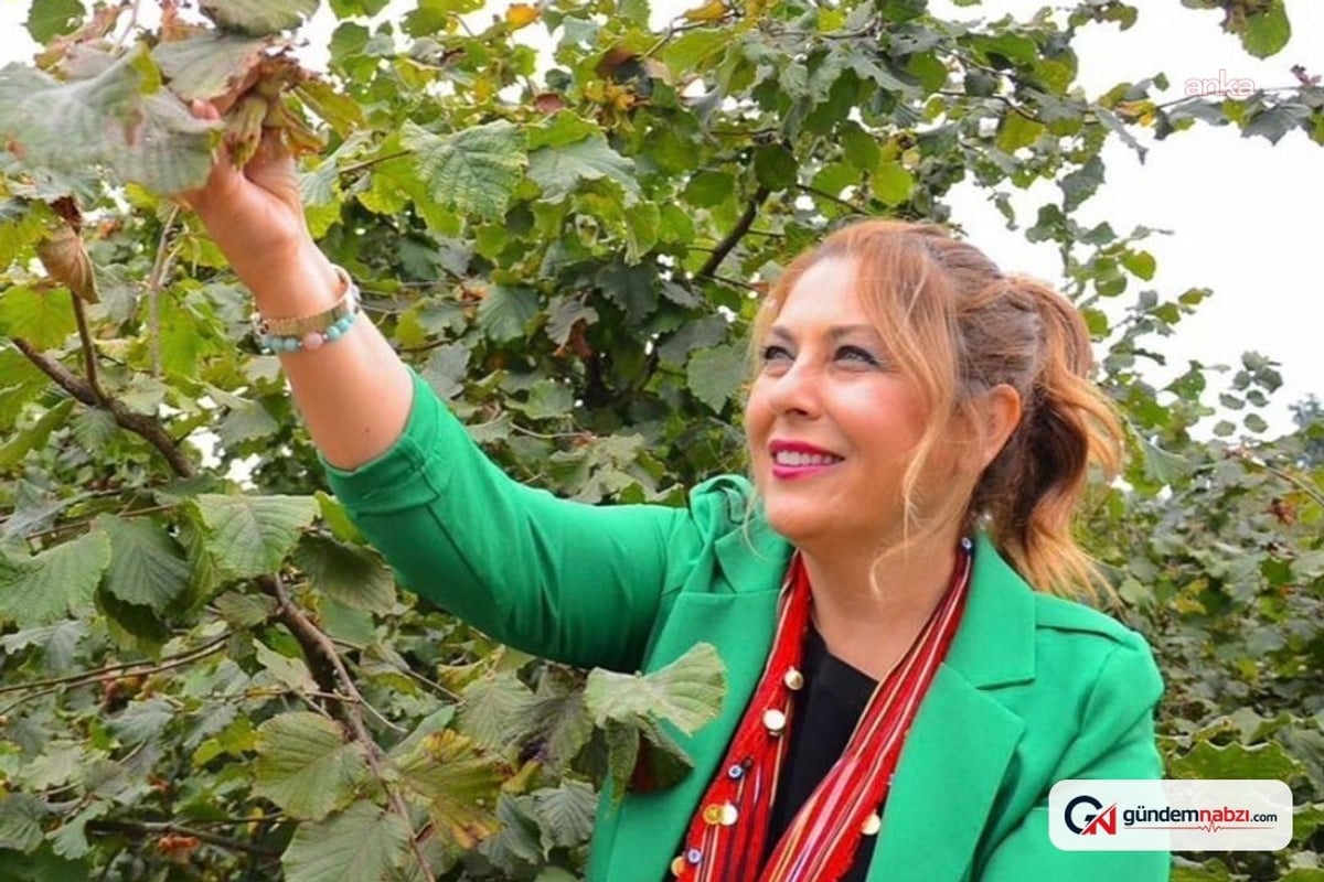 Yeni Partili Gezmiş: Fındıktaki fiyat çöküşü, üreticinin bitişi demektir