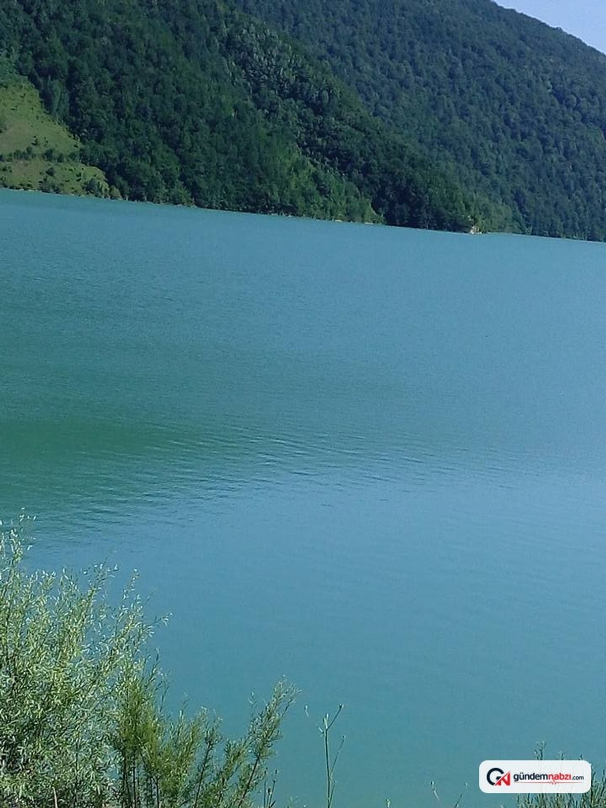 Sinop Erfelek'te köpek vuruldu, savcılık soruşturma başlattı