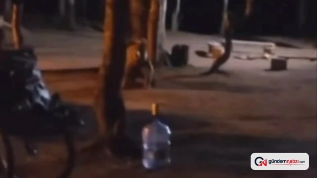 Uludağ'da ayı çadır kuran ailenin yanına geldi