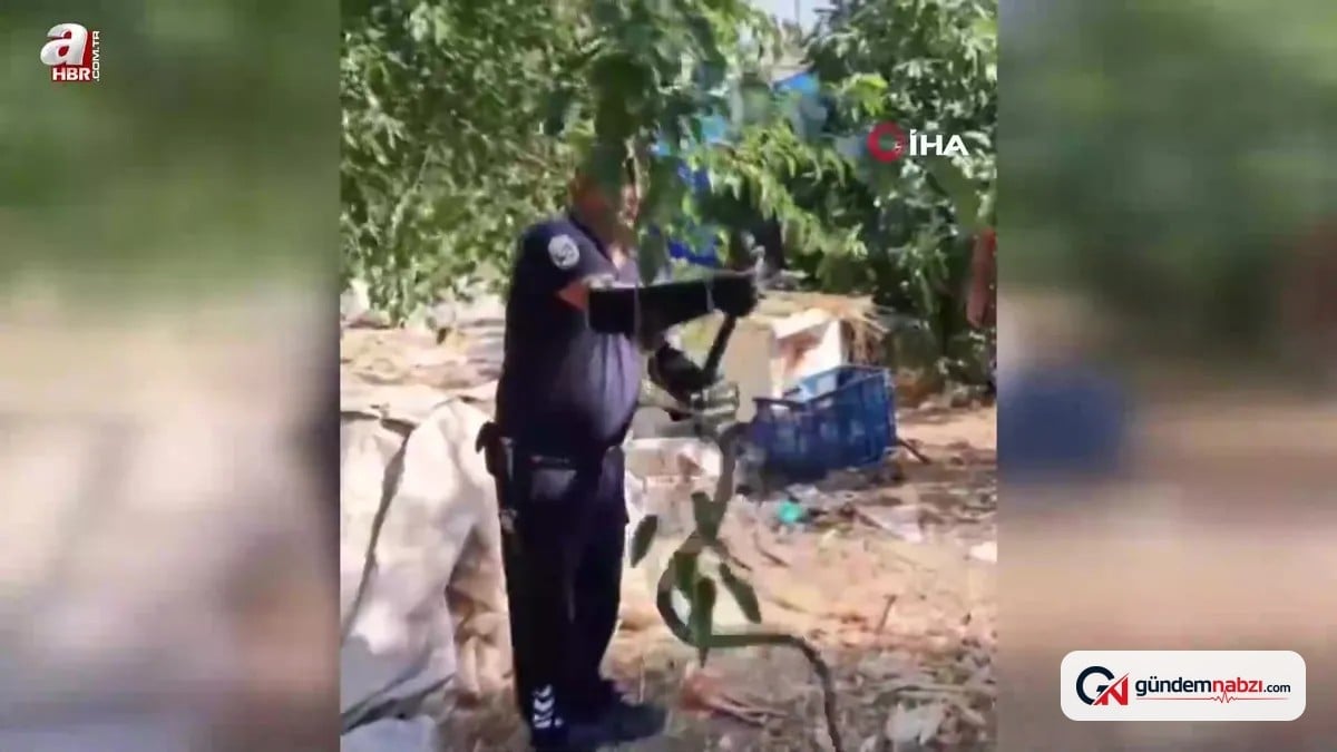 Hatay'da evin bahçesinde 2 metrelik yılan yakalandı