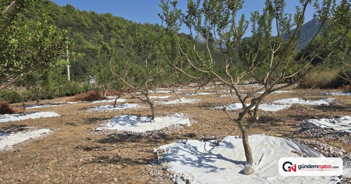 Muğla'da damla sakızı üretimi başladı, kilosu 35 bin lira