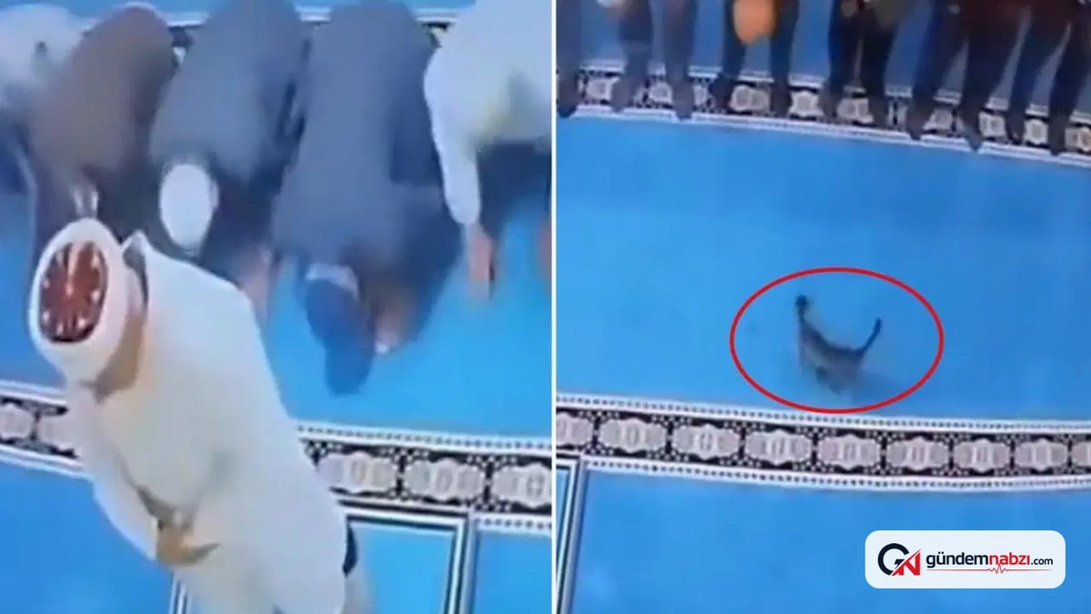 Erzurum'da camide kediyi tekmeleyen şüpheli serbest bırakıldı