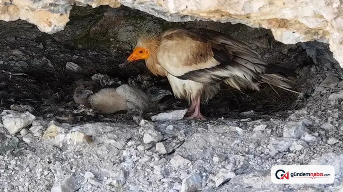 Cehennem Deresi Kanyonu'nda akbaba ailesi görüntülendi