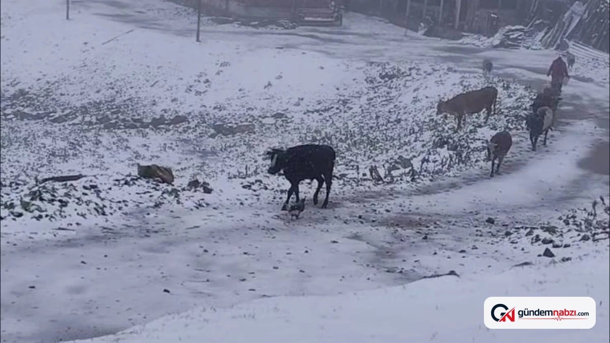 Mevsimin ilk karı Rize'deki Tahpur Yaylası'na yağdı