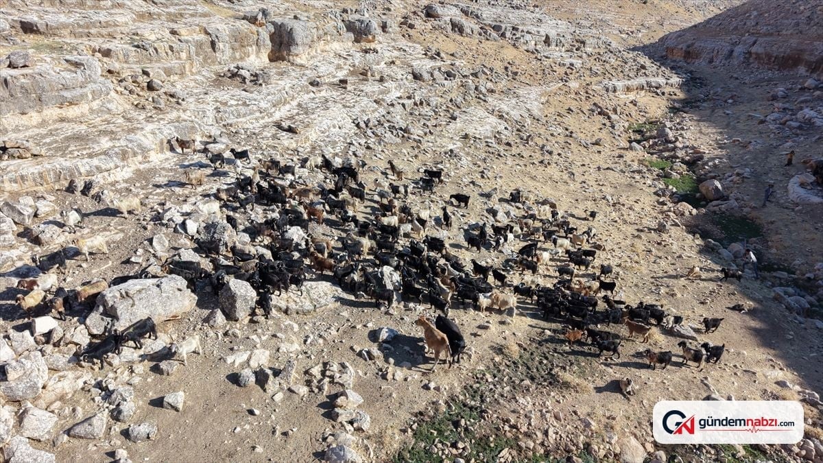 Siirt'te bin keçiye yüksek verimli ırklardan suni tohumlama yapıldı