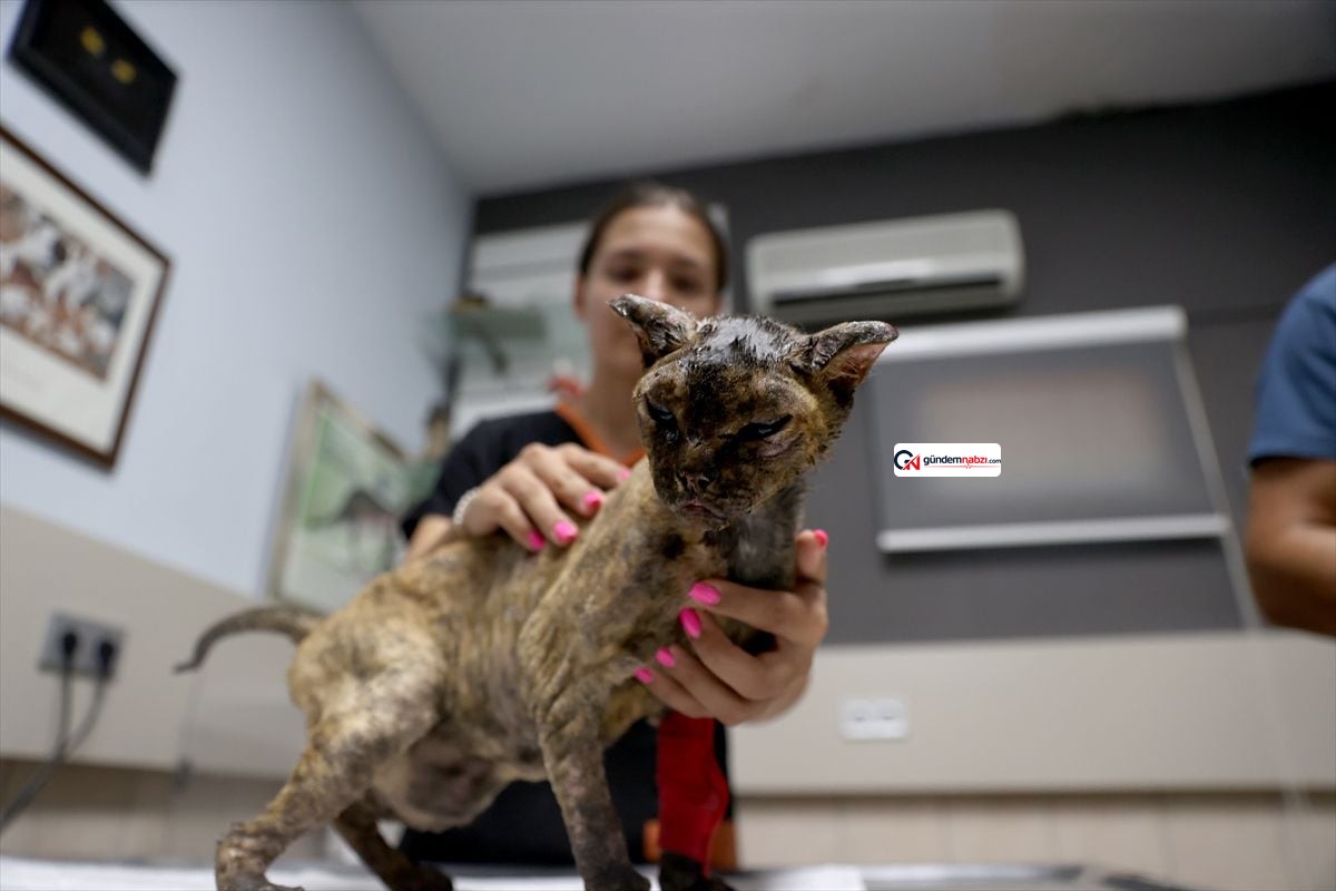 Antalya'da yangından kaçan kedi Luna tedavi ediliyor