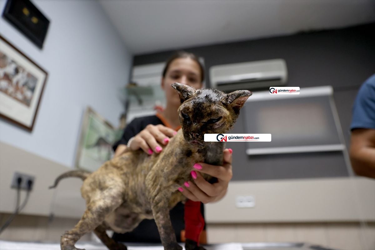 Antalya'da yangından kaçan kedi Luna tedavi ediliyor