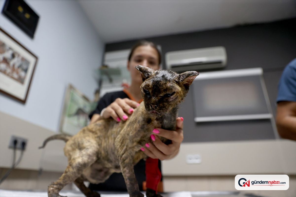 Antalya'da yangından kaçan kedi Luna tedavi ediliyor