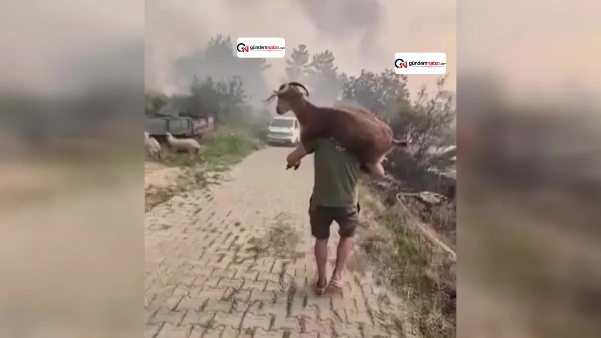 Muğla'da yangından kurtardığı keçiyi sırtında taşıdı