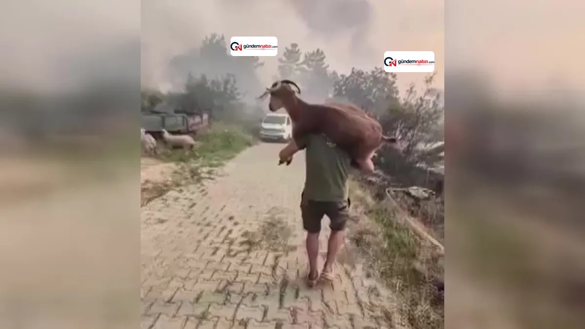 Muğla'da yangından kurtardığı keçiyi sırtında taşıdı