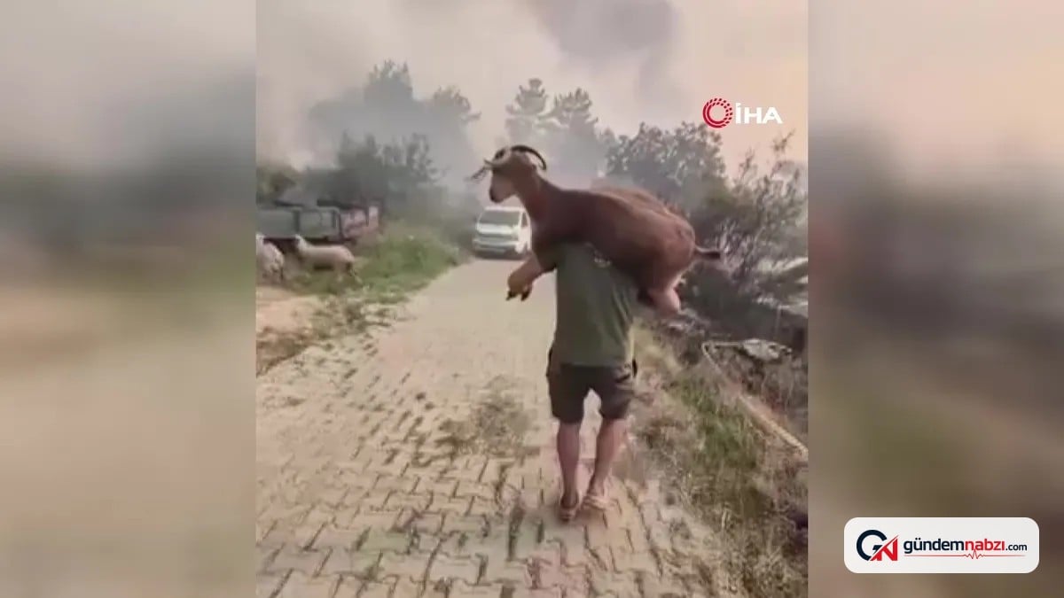 Muğla'da yangından kurtardığı keçiyi sırtında taşıdı