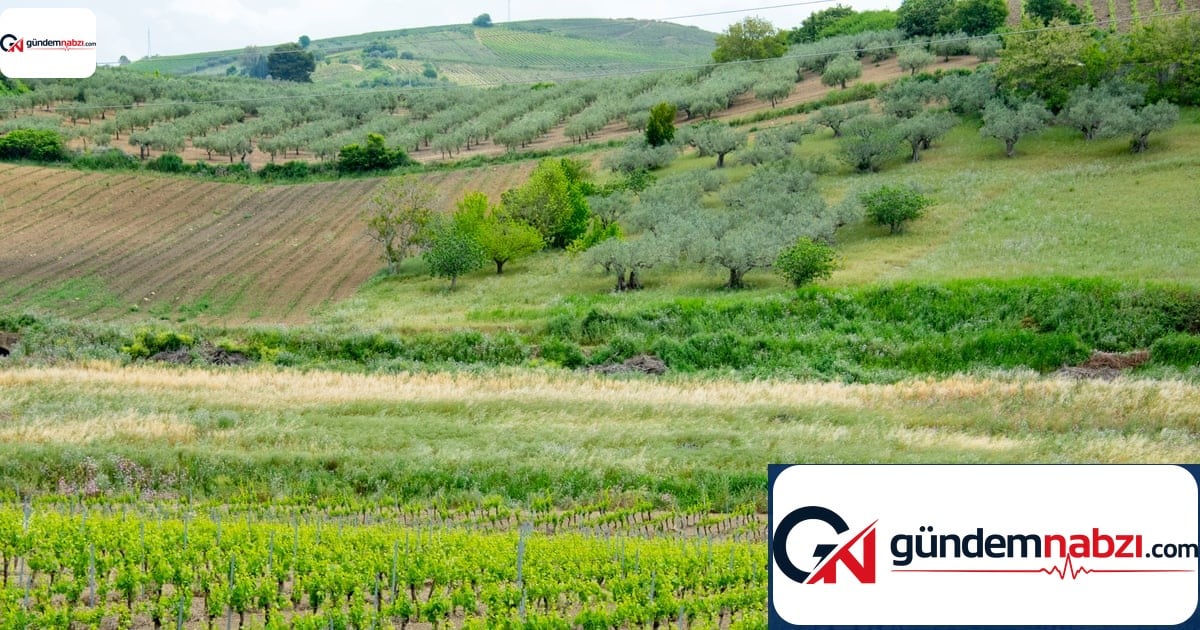 Beyaz şarabın gizli kahramanı: Catarratto üzümü