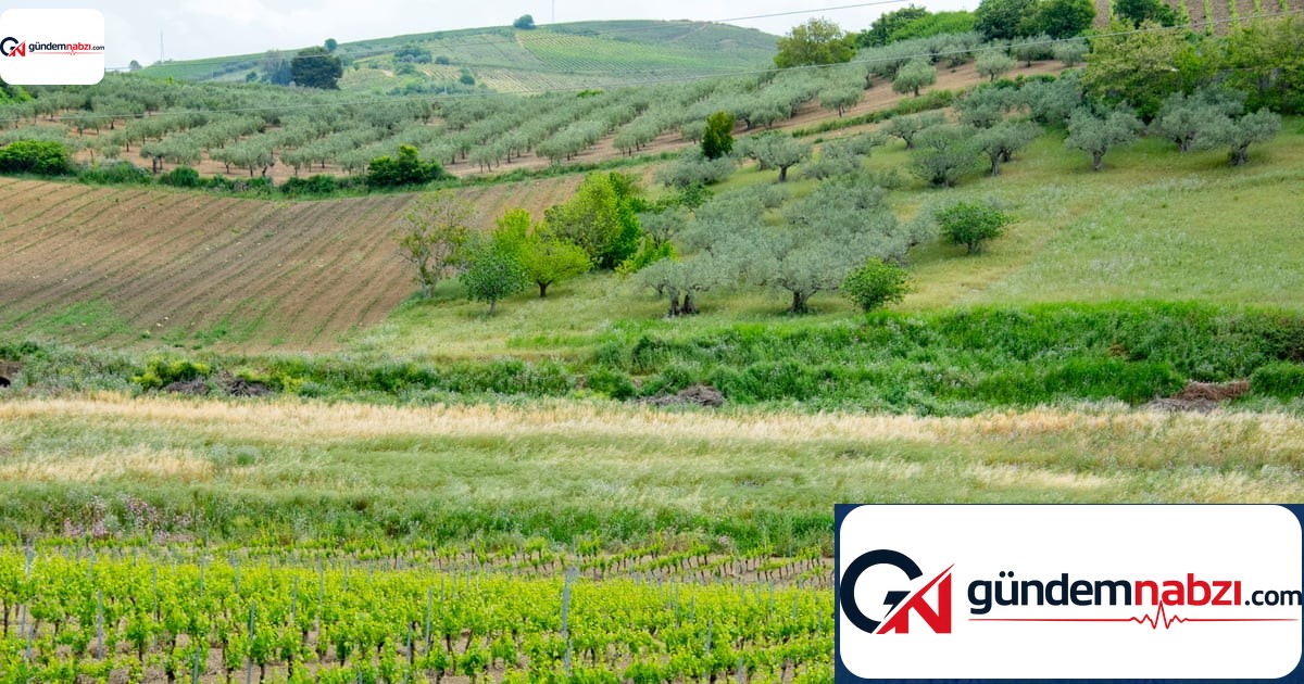Beyaz şarabın gizli kahramanı: Catarratto üzümü