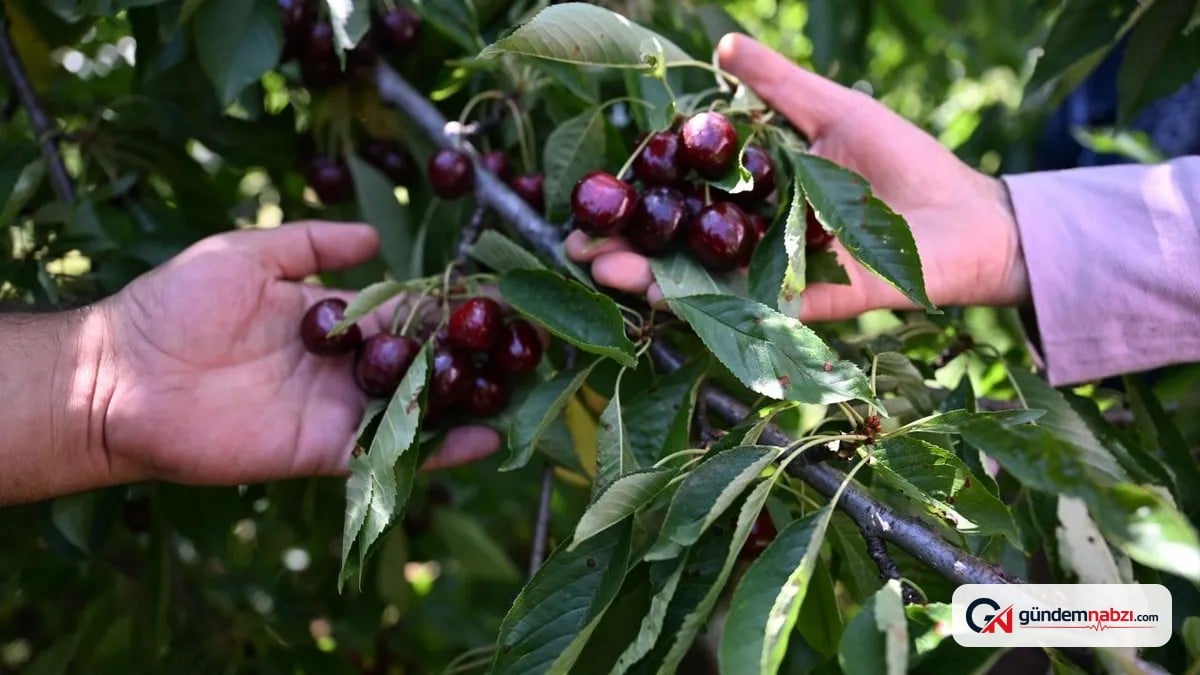 Kahramanmaraş'ın yüksek kesimlerinde yetişen Çığşar kirazı Avrupa'da