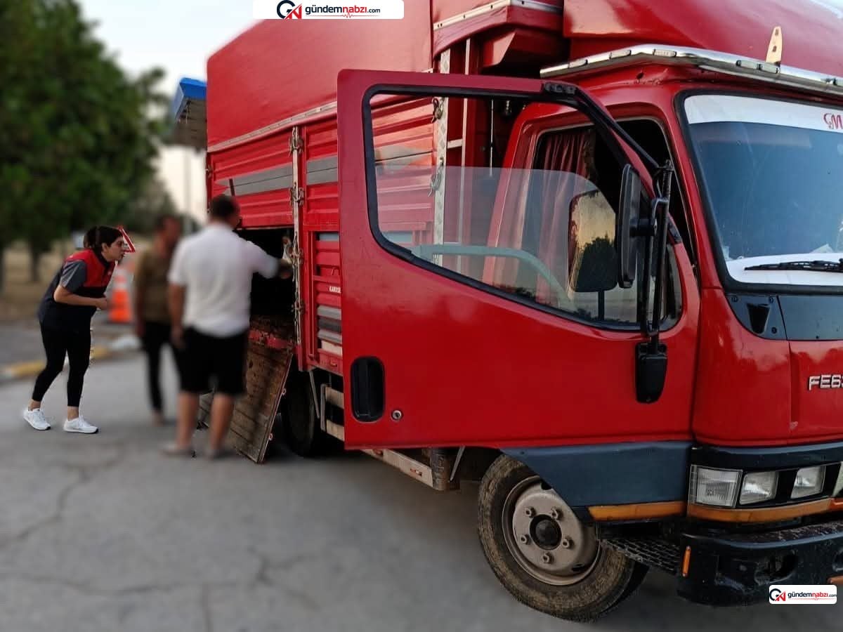 Kırklareli'nde kaçak hayvan sevkiyatına 175 bin lira ceza