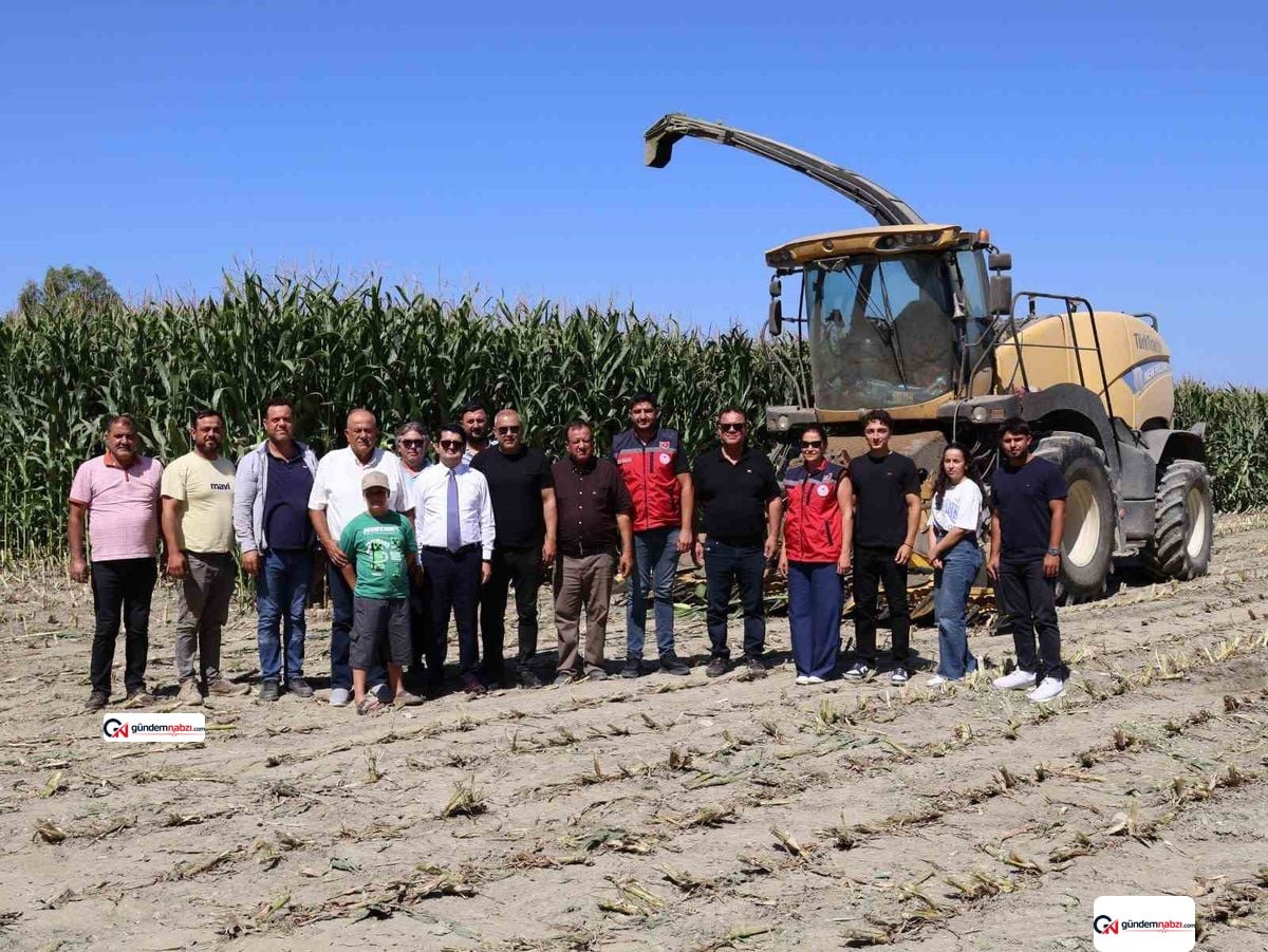 Hatay Arsuz'da silajlık mısır hasadı başladı