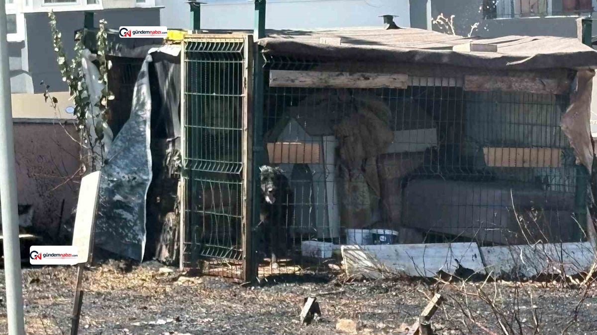 Çanakkale'de ot yangını: Kulübede mahsur kalan köpek kurtarıldı