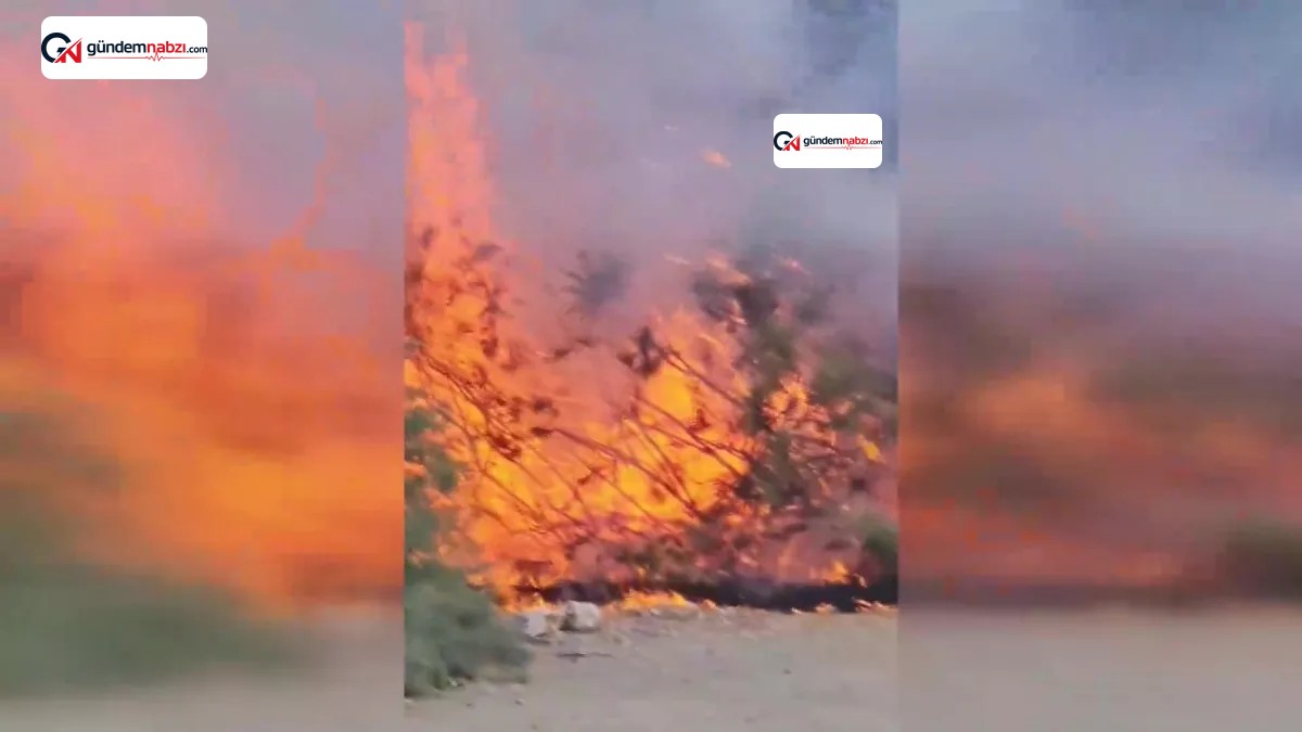 Aydın'da ağaçlık alanda çıkan yangın söndürüldü