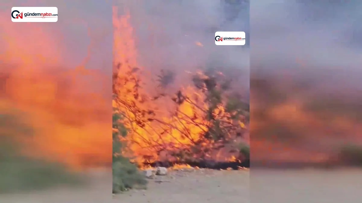 Aydın'da ağaçlık alanda çıkan yangın söndürüldü
