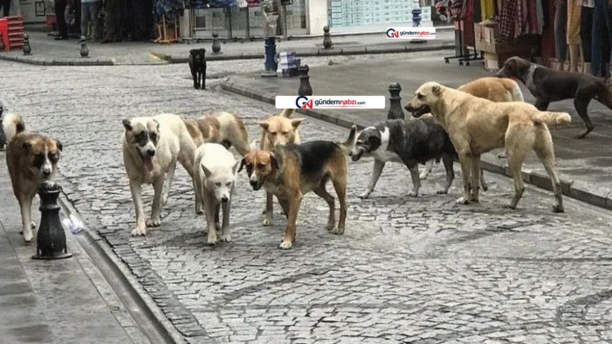 Sahipsiz köpeklerin yüzde 94'ü toplandı, CİMER şikayetleri azaldı
