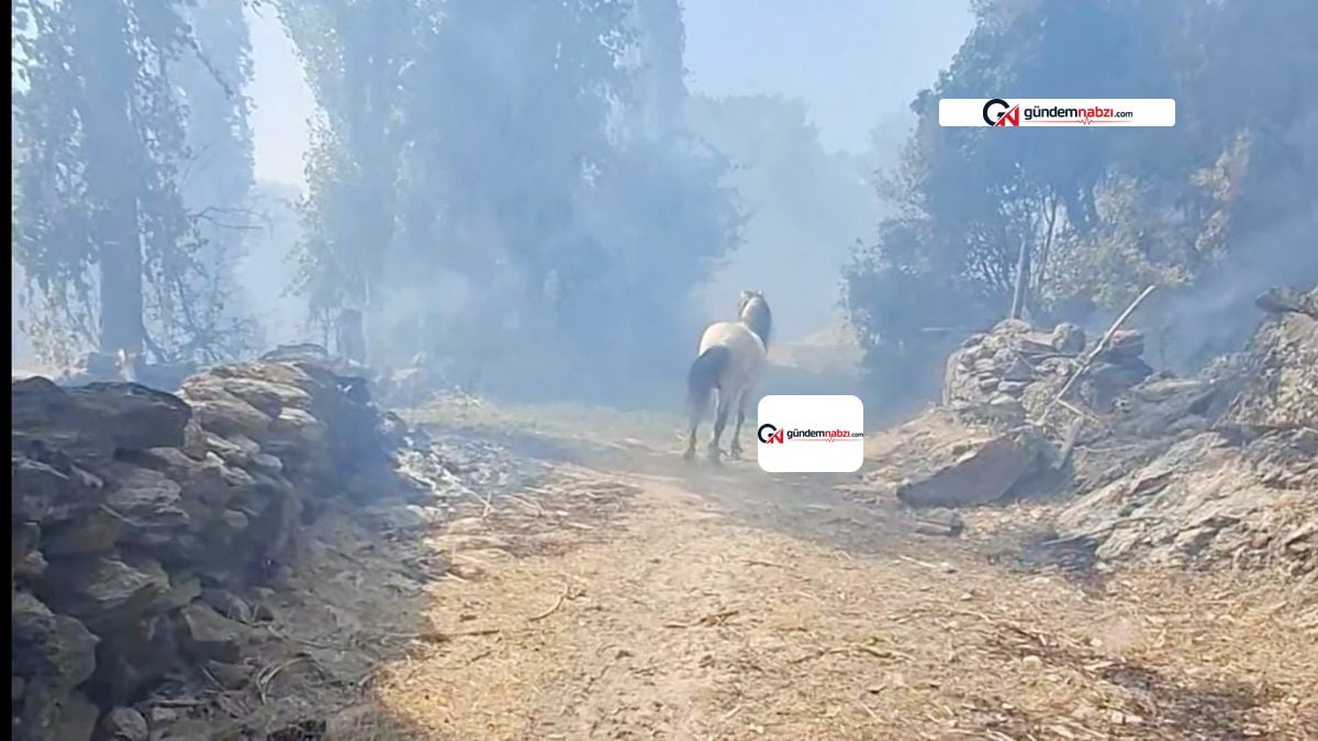 Aydın Çine'deki orman yangınında termal kameralar 440 dereceyi gördü