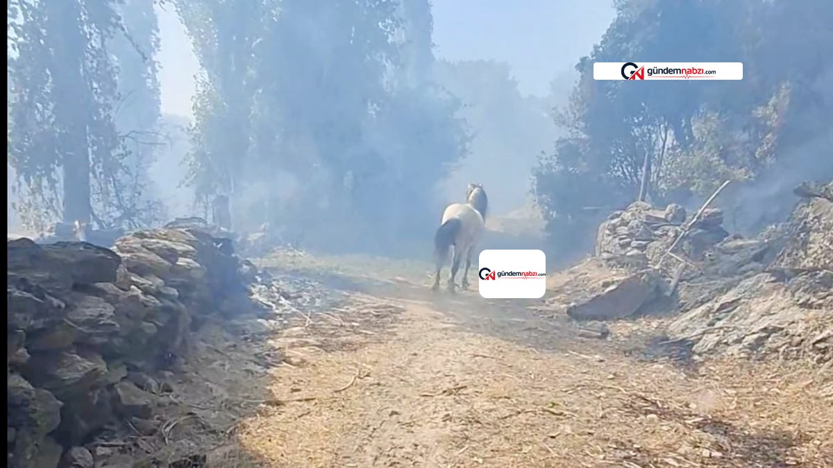 Aydın Çine'de yangında mahsur kalan at ile köpek kurtarıldı