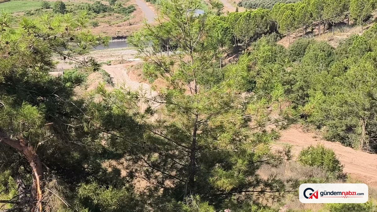 Osmaniye Dervişiye'de köylülerden mahkeme kararına rağmen süren ağaç kesimine tepki