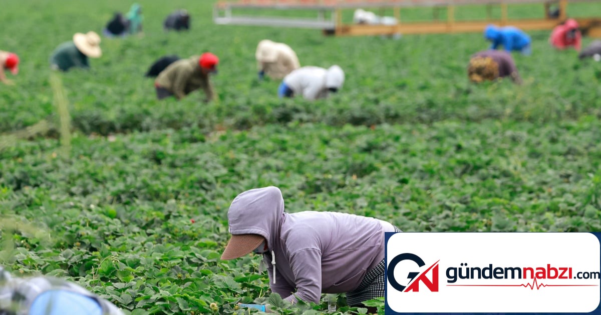 ABD'li tarım işçileri göçmen operasyonları nedeniyle endişeli