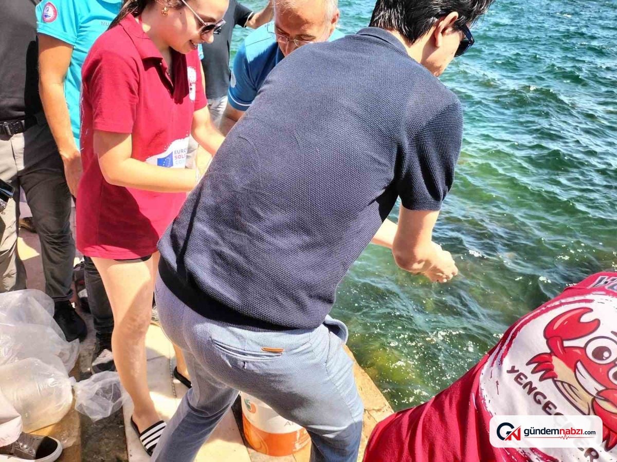 Muğla'da Köyceğiz Gölü'ne yavru balık bırakıldı