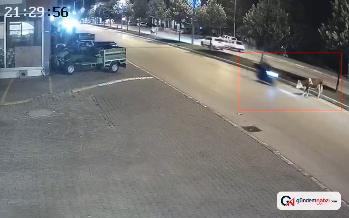 Düzce'de motosiklet büyükbaş hayvana çarptı