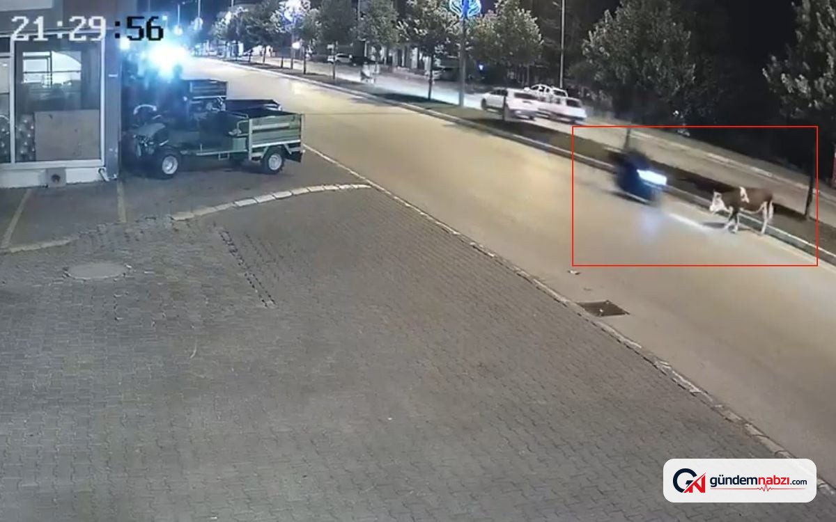 Düzce'de motosiklet büyükbaş hayvana çarptı