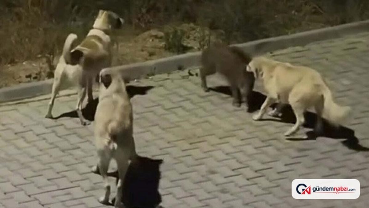 Aydın Kuşadası'nda köpekler yavru yaban domuzuna saldırdı