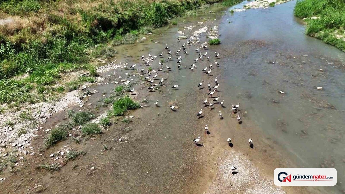 Karabük'te Soğanlı Çayı'nın leylekleri dronla görüntülendi