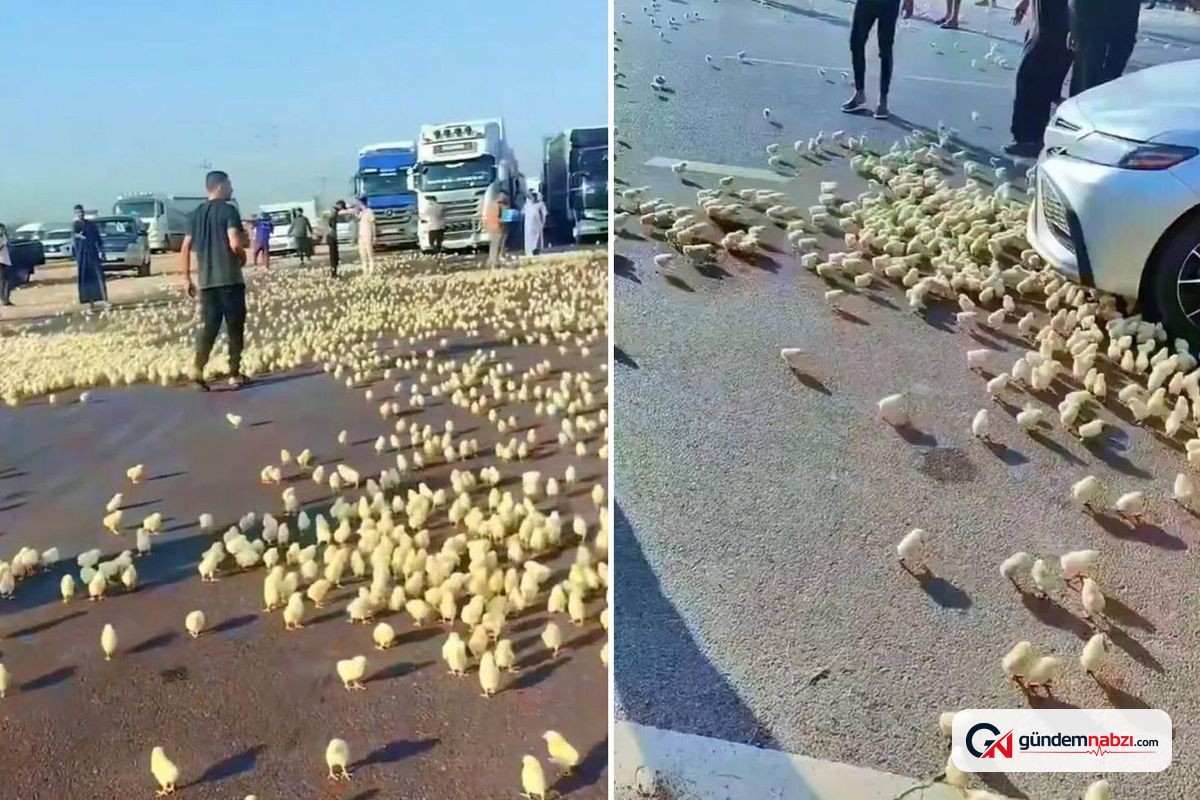 Irak'ta devrilen tırın kasasındaki yüzlerce civciv yolda telef oldu