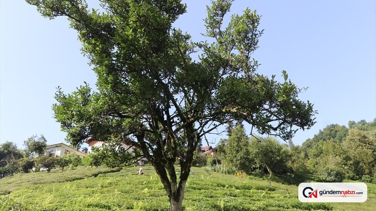 Rize'de 70 yıldır budanmayan çay ağacı için anıt tescil çağrısı