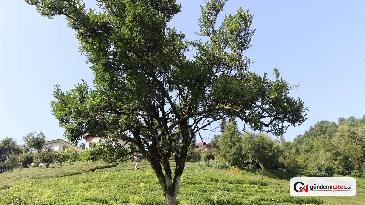 Rize'de 70 yıldır budanmayan çay ağacı için anıt tescil çağrısı