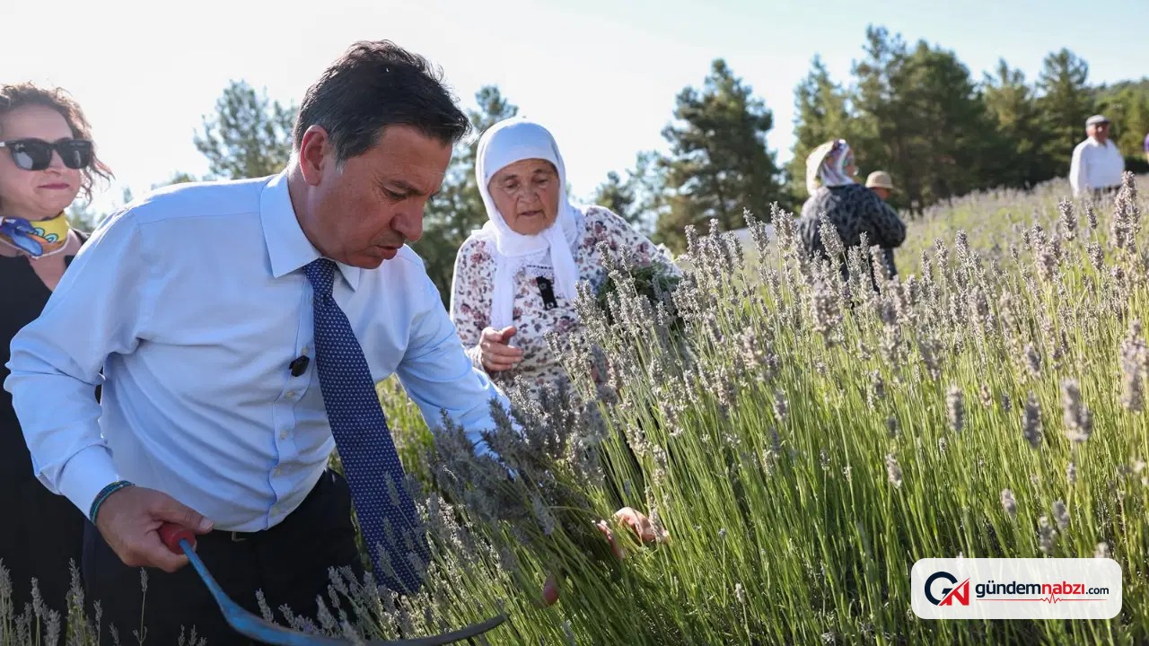 Muğla'da Koku Vadisi'nde lavanta hasadı şenlikle başladı