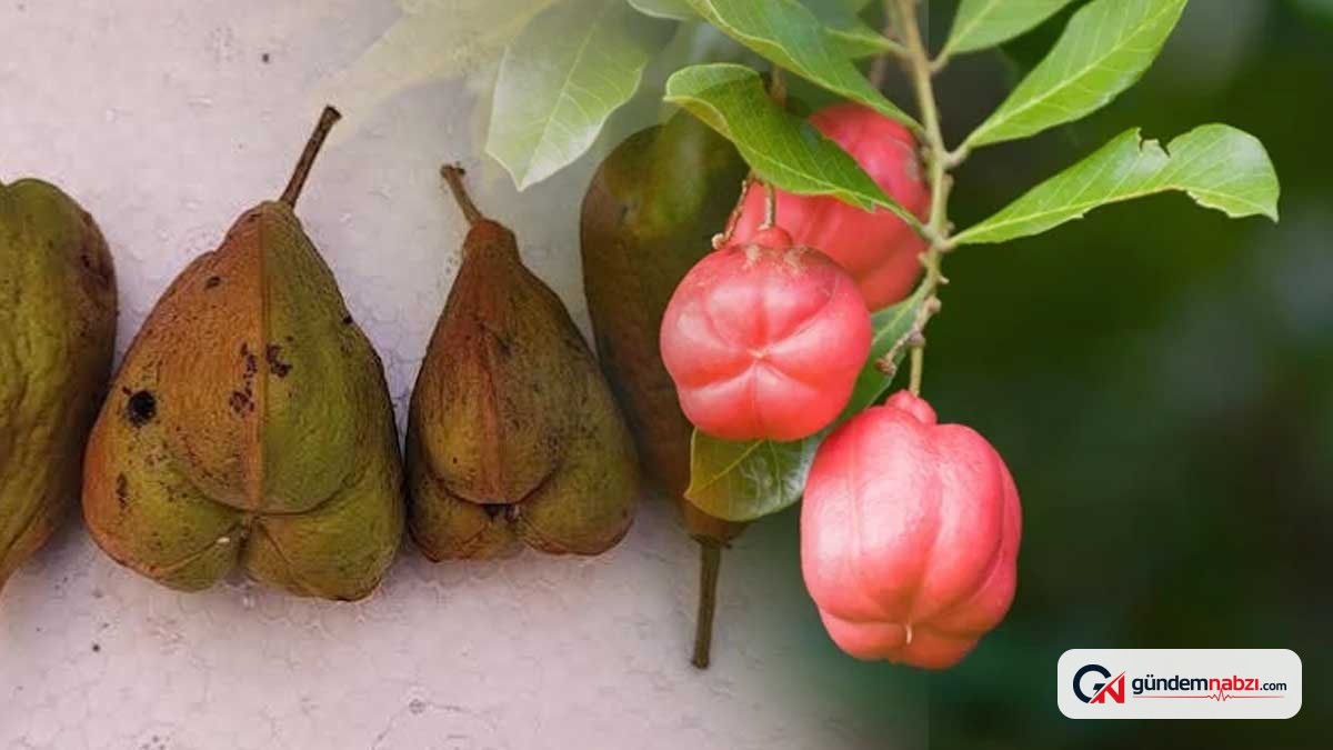 Dünyanın en lezzetli meyvesi gösterilen ackee Türkiye'de neden yok