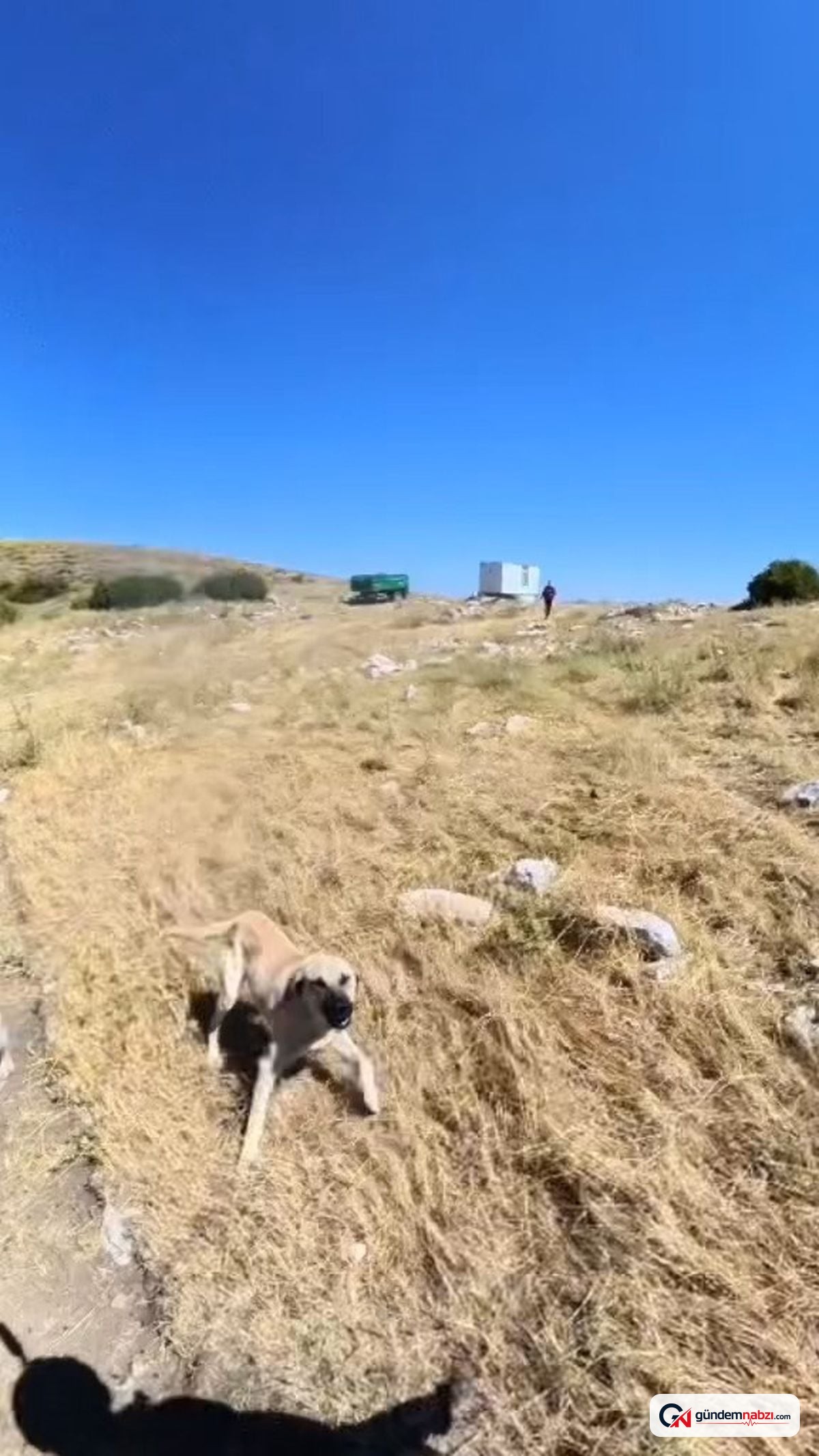 Niğde'de atlayış yapan BASE jump sporcusuna köpekler saldırdı