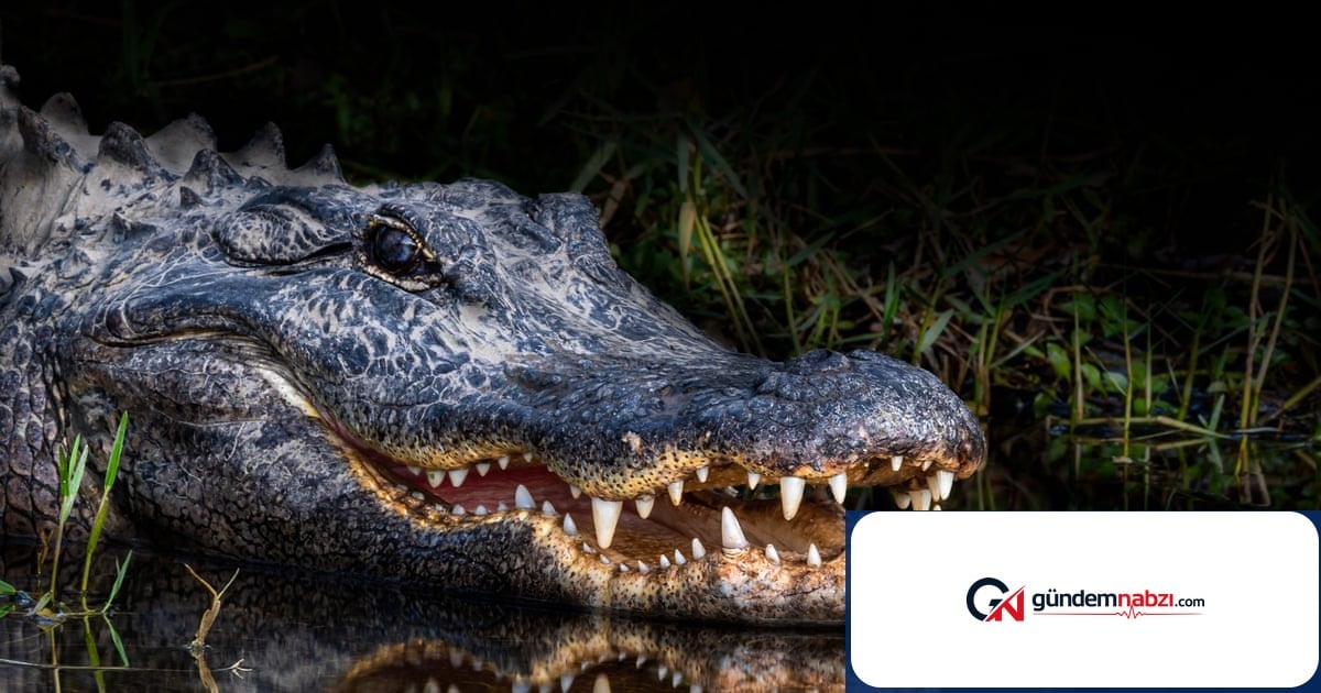 Florida'da timsah saldırısında hayatını kaybeden kadının otopsi raporu açıklandı
