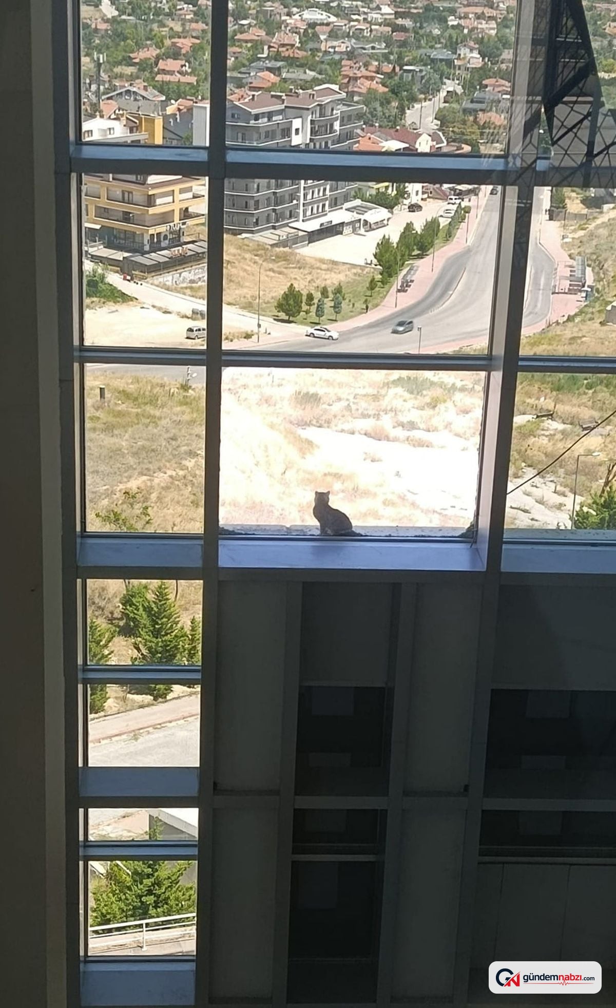 Konya'da 16 metre yükseklikte mahsur kalan kedi kurtarıldı
