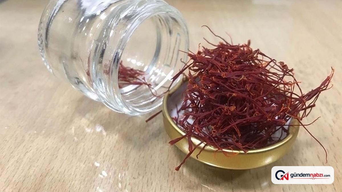 Hasadı Zorlu süreçle yapılan safran tarlalardan toplanıyor