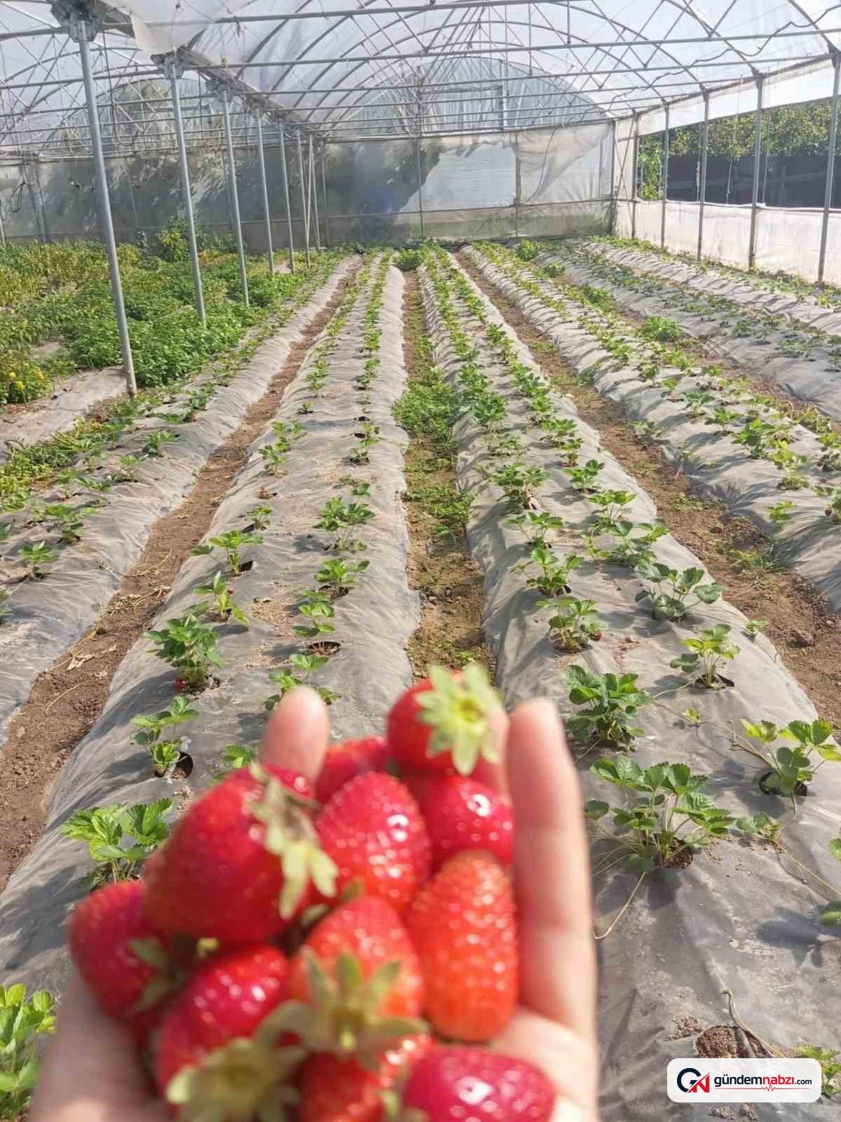 Düzce'de Üzümsü Meyve bahçelerinde teknik inceleme