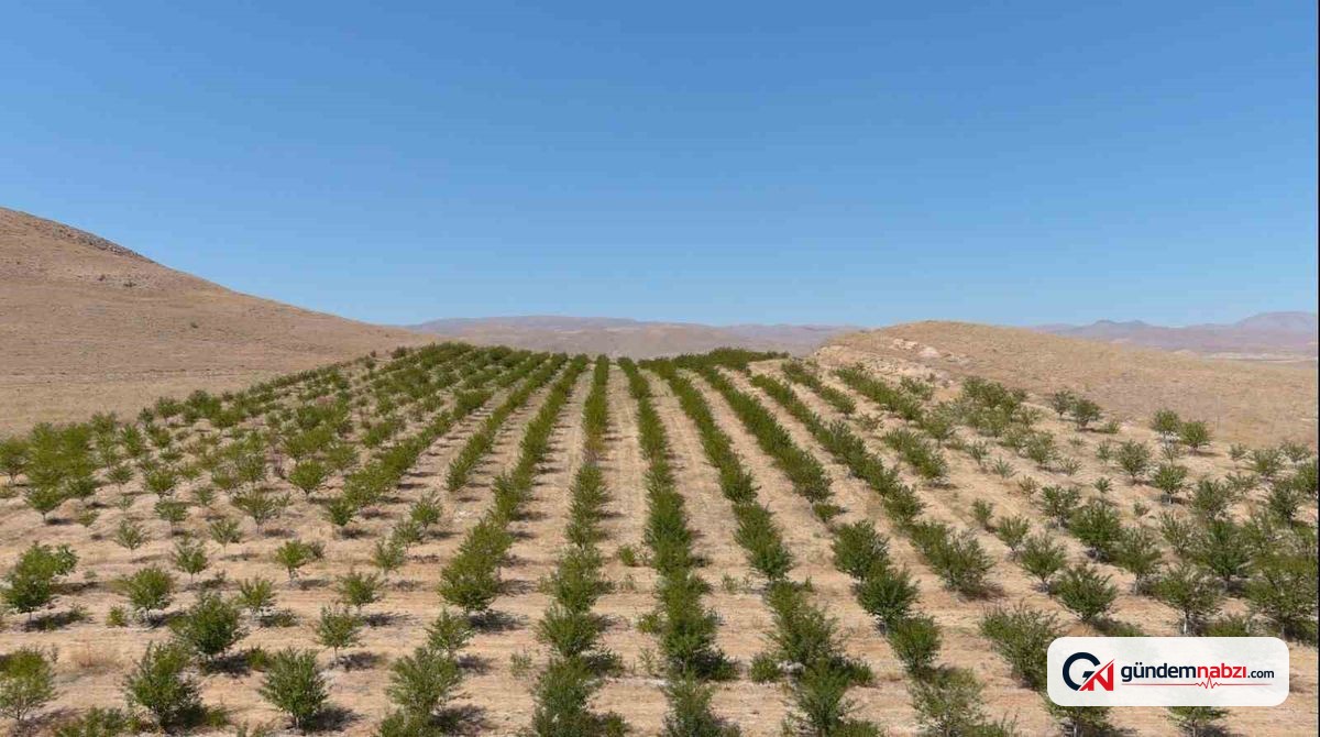 Erzincan'da engebeli arazide 10 bin vişne ağacı yetiştirdi